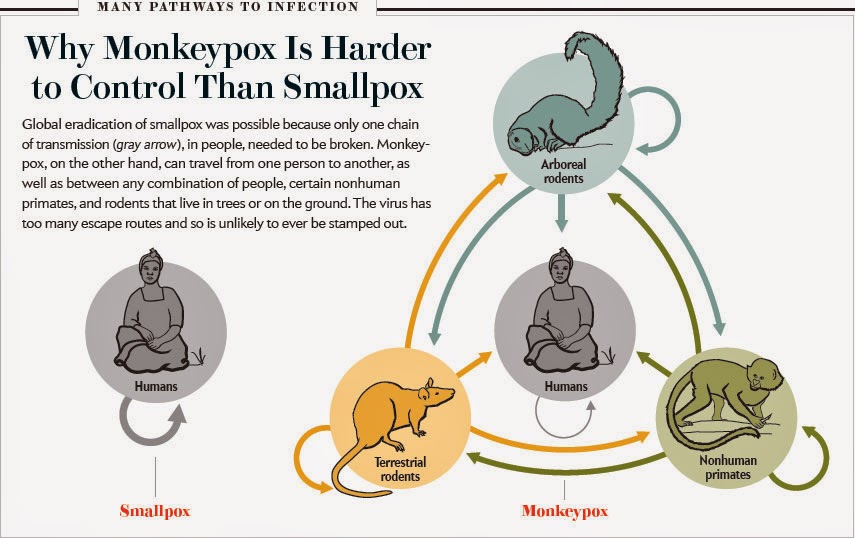 Monkeypox: Everything You Need To Know