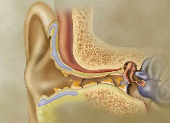 5 Signs you should see Ear, Nose, and Throat Doctor.