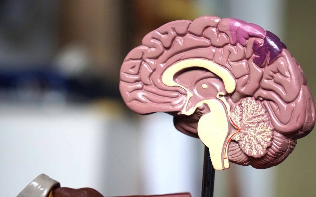 Stroke Recovery: Can the brain heal itself