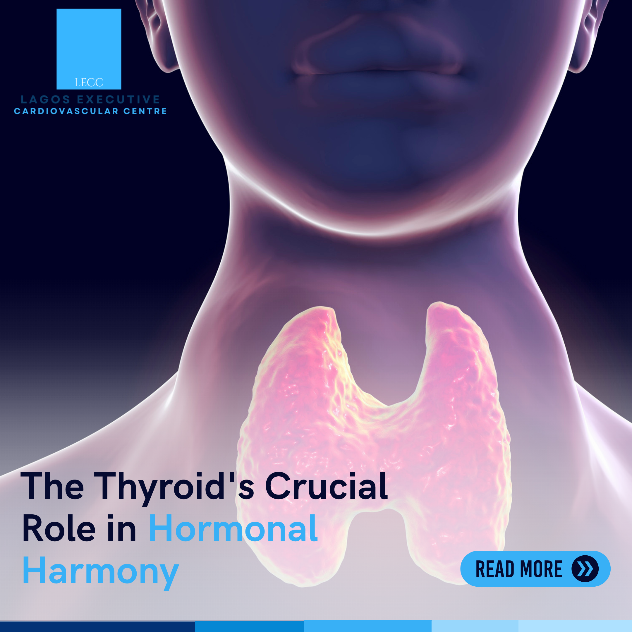 The Thyroid’s Crucial Role in Hormonal Harmony